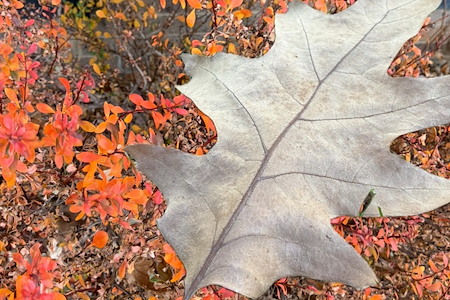 Essential Fall Lawn Care Tips for South Jordan Homeowners